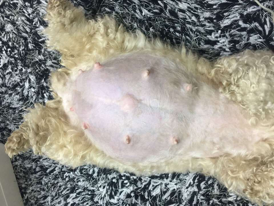 为什么你家狗狗还没有怀孕,肚子却日渐大了,还在分泌乳汁?