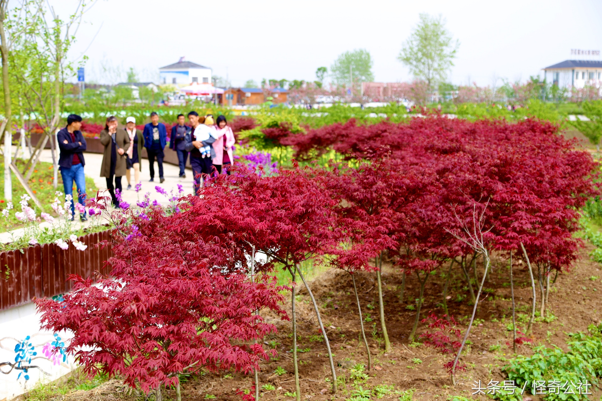 宜昌市夷陵区同心花海,2020宜昌赏花同心花海