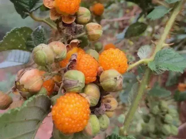 鏅幢鍚冭姃鏋滅殑瀛h妭,鏅幢鍚冭姳瀛h妭