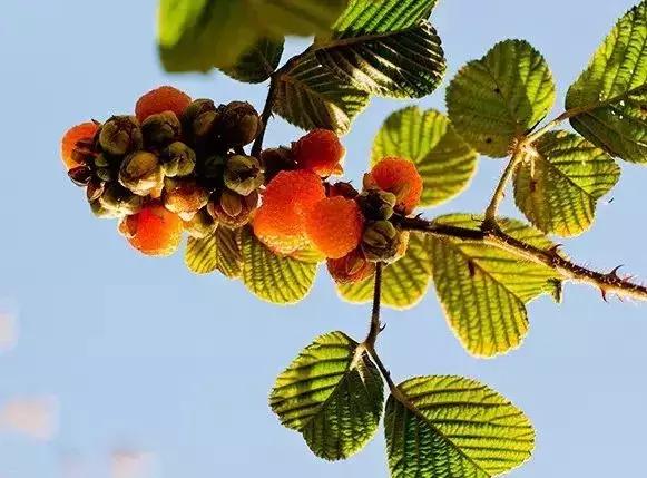 鏅幢鍚冭姃鏋滅殑瀛h妭,鏅幢鍚冭姳瀛h妭