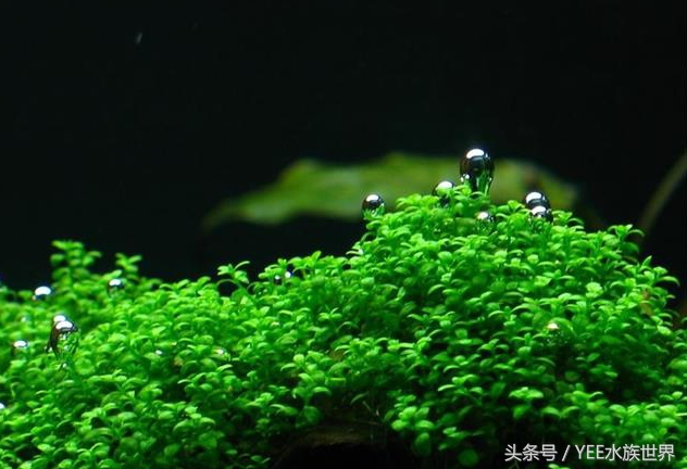 矮珍珠入缸怎么不长,矮珍珠根部烂了怎么办