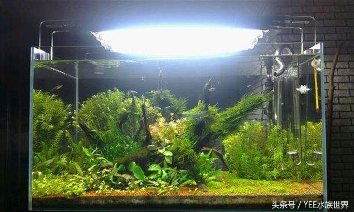 矮珍珠入缸怎么不长,矮珍珠根部烂了怎么办