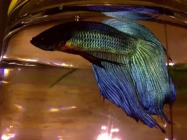 有哪些斗鱼天性好斗,斗鱼自恋狂