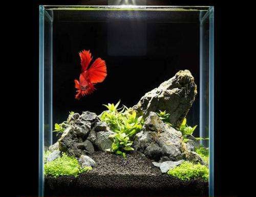 有哪些斗鱼天性好斗,斗鱼自恋狂