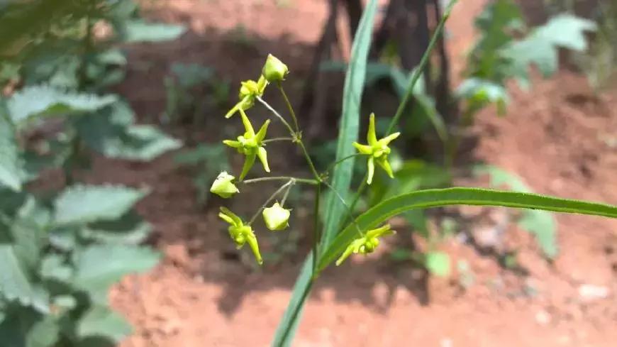 农村哪种野草是草药,农村这种常见野草清热解毒非常好
