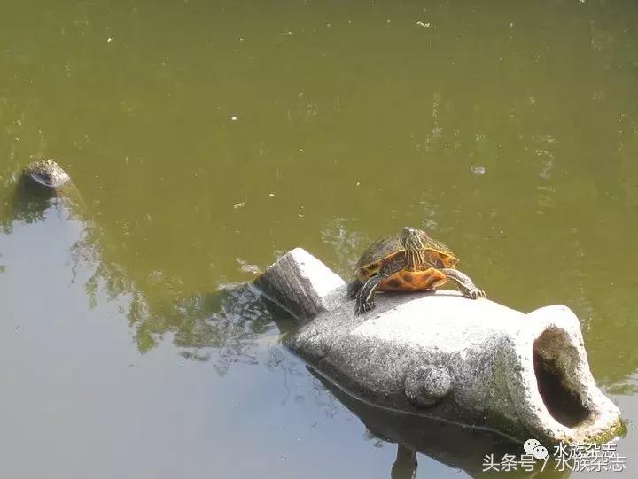 龟龟丞相,龟丞相