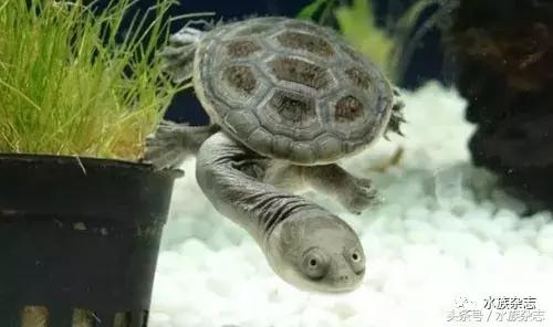 鱼缸里的龟,鱼缸里面的龟晒台