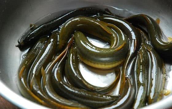 泥鳅野生及人工养泥鳅营养一样吗,野生的土泥鳅