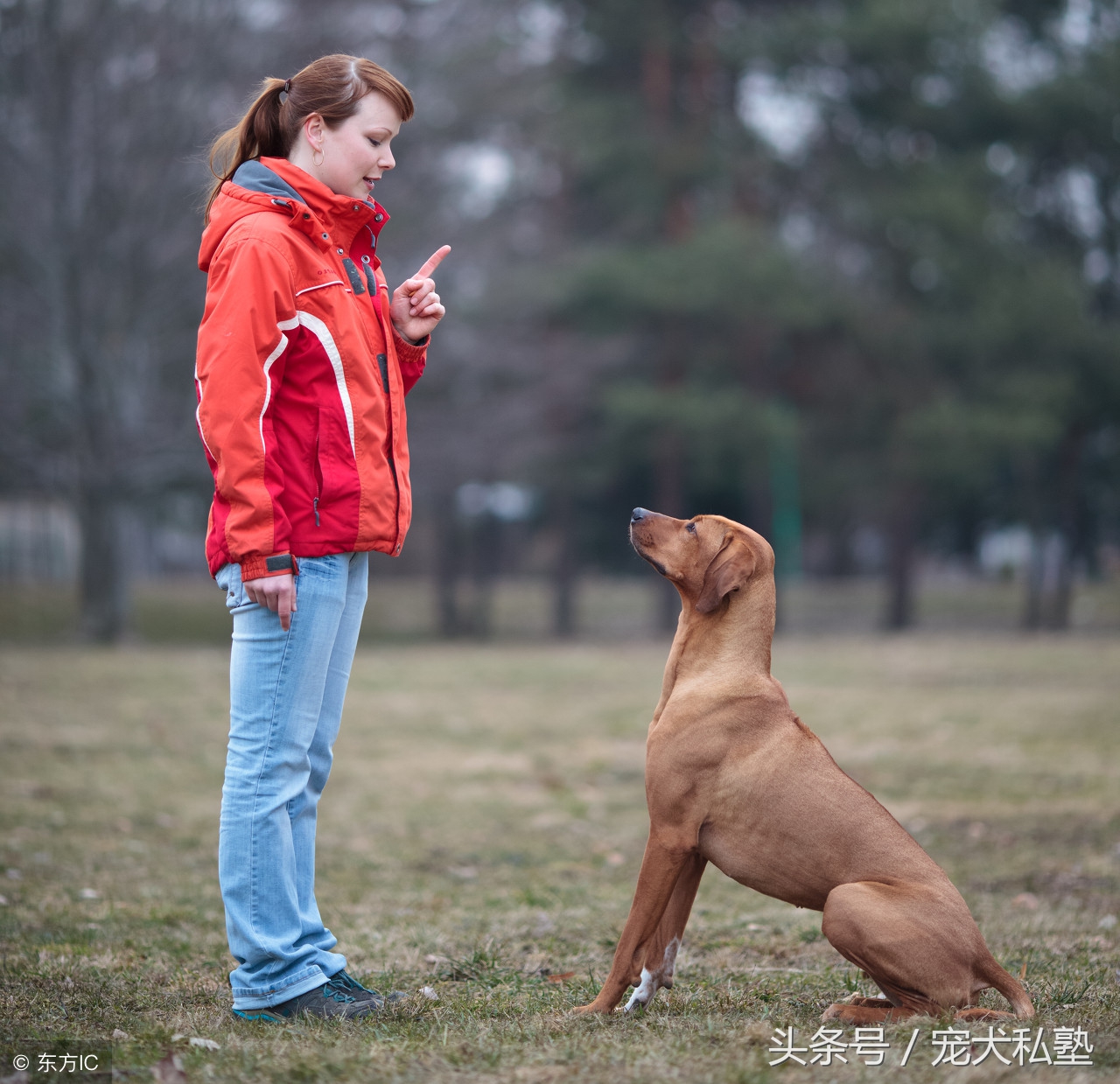 狗狗该如何驯养,训练狗狗100条规矩