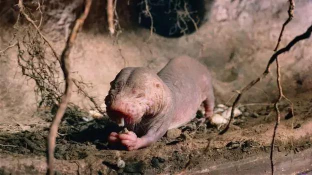 裸鼹鼠不衰老为什么会死,裸鼹鼠一生不得病吗