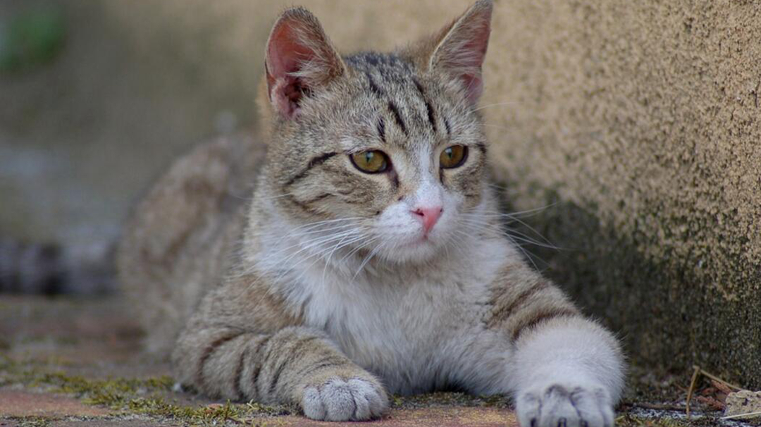 猫咪也有焦虑症？快学会7个治疗方法！