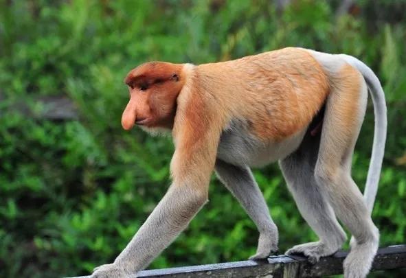 我想带你去看熟悉的风景,沙巴美景之旅