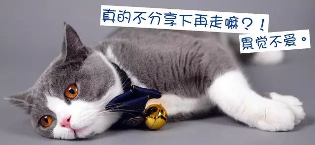 养猫铲屎官注意事项,铲屎官爱猫的三种境界