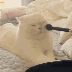 猫头秃了一块毛是怎么回事,为什么猫一直掉毛还不秃