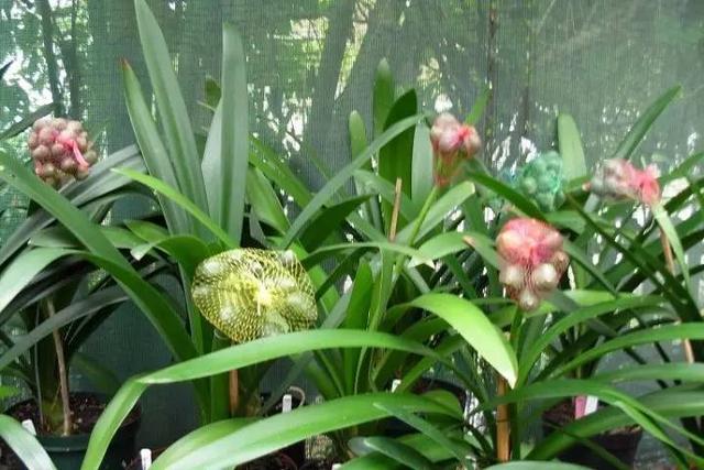 君子兰种子的繁殖方法和注意事项,君子兰不用种子怎么繁殖小苗的