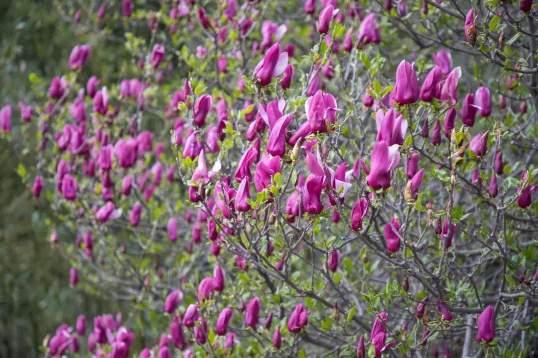 【春醒·忆老家踏青赏花季】2018年第三届尧山山花节，一个见证爱情的地方