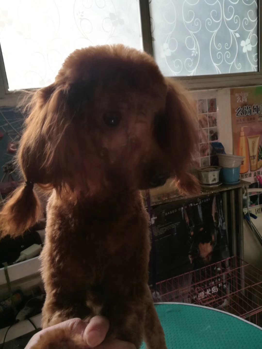 网上买宠物狗靠谱吗,网上买狗狗都是骗人的吗