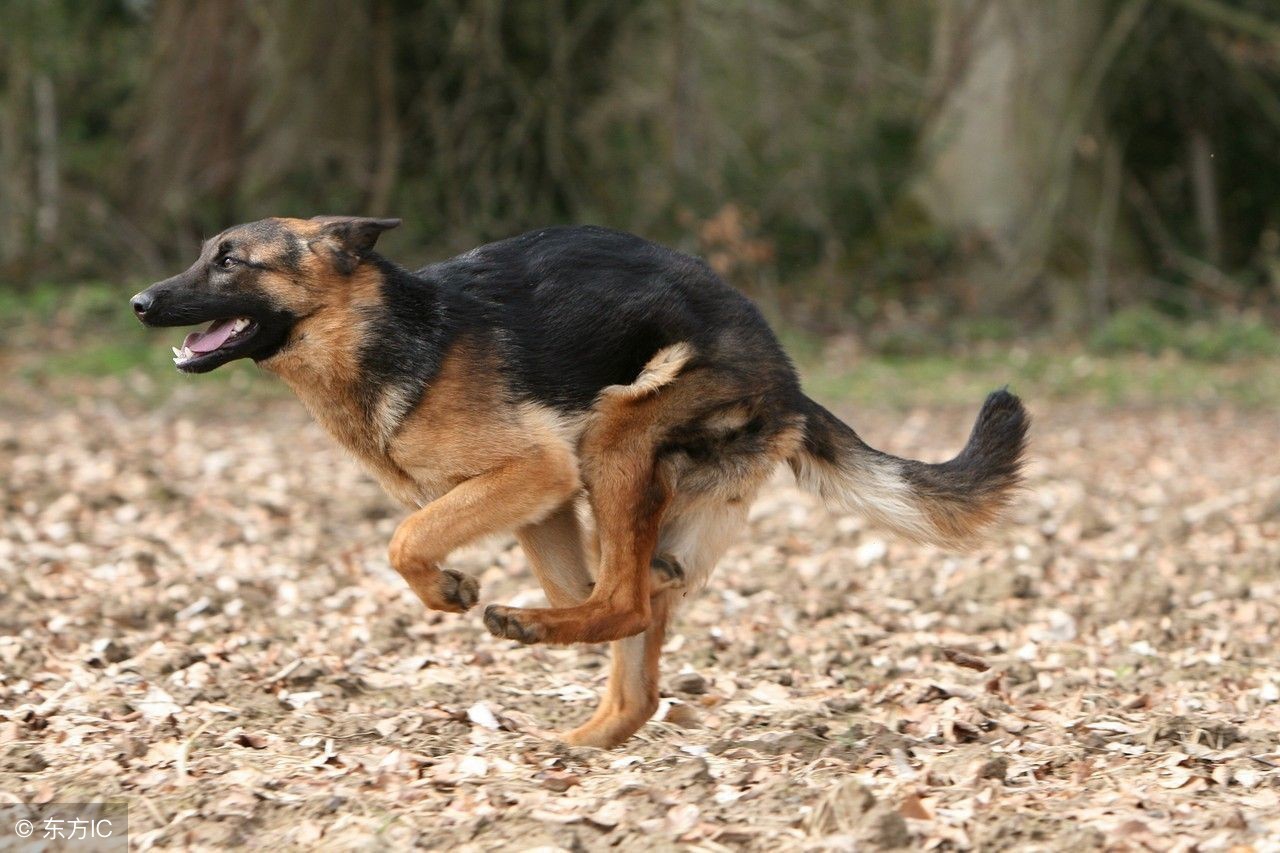 德牧发情期间吃什么药预防,德牧发情怎么预防空窝