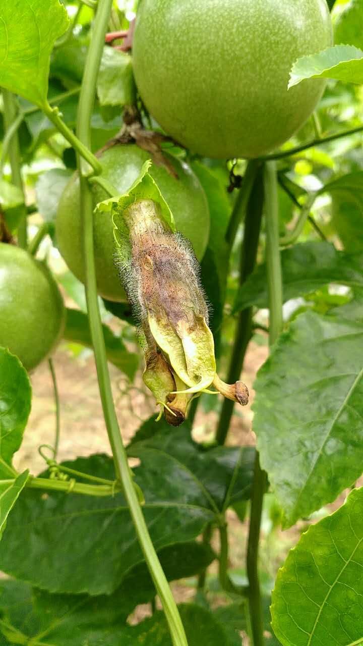 百香果病毒病的症状图片,百香果病毒病图谱及防治