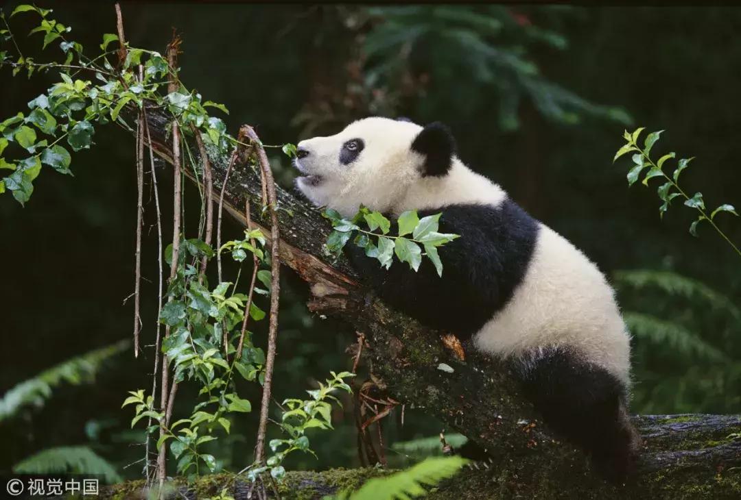 十四五川陕革命老区振兴发展规划,川陕革命老区振兴规划