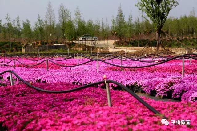 平桥美丽乡村,平桥区漂亮乡村