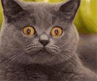 这条裙子看起来很漂亮,这条裙子很漂亮