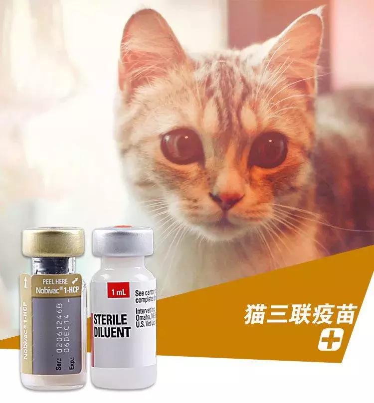 养猫人需要什么,养猫人需要学习的书籍