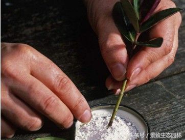 苗木花卉快繁育苗技术合作,最全苗木花卉快速育苗繁殖技术