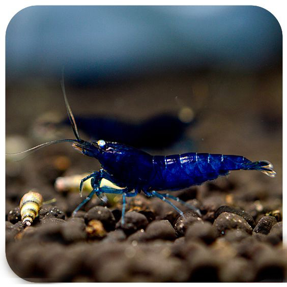 观赏虾和观赏鱼哪个好养一些,观赏鱼养多了好吗