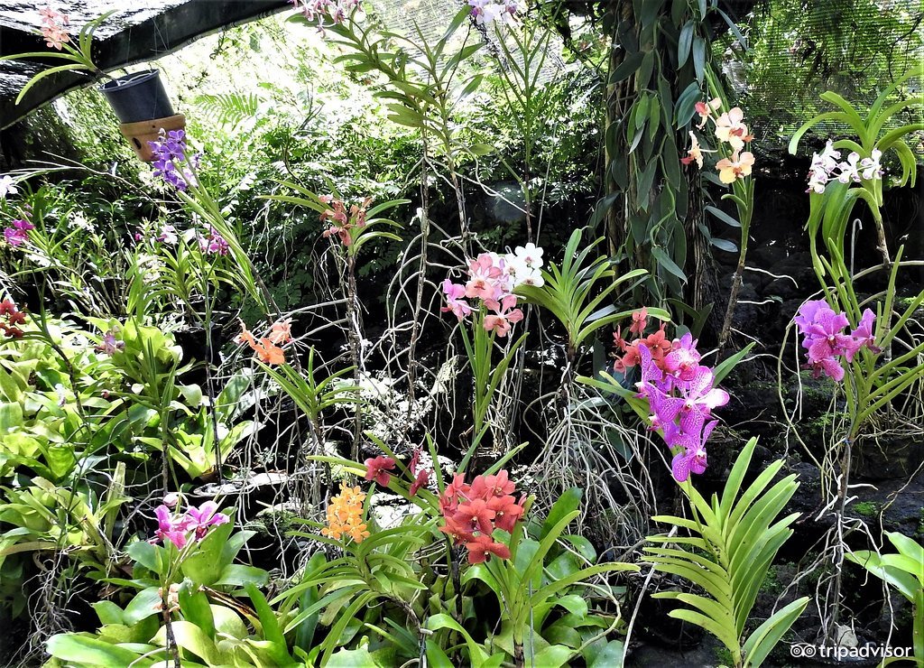 拥有漂浮在海上的披萨店的岛国斐济,不仅仅适合吃海鲜度蜜月