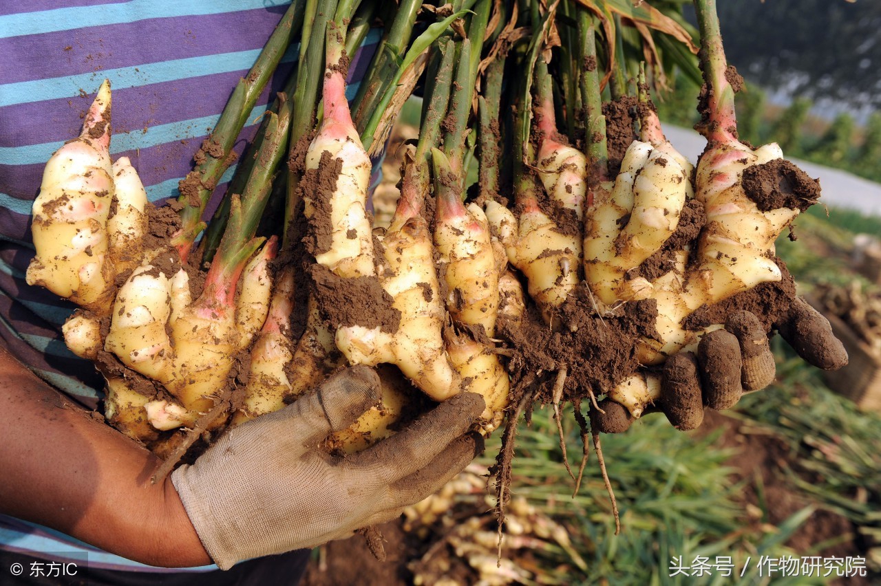 生姜要下雨天或高温可以培土吗,生姜大培土后遇暴雨后如何管理