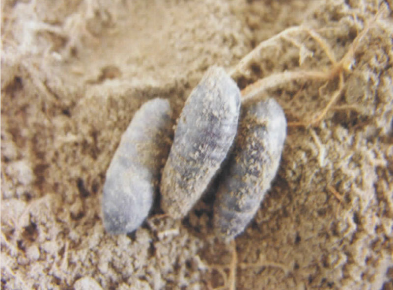 苹掌舟蛾,圆黄掌舟蛾