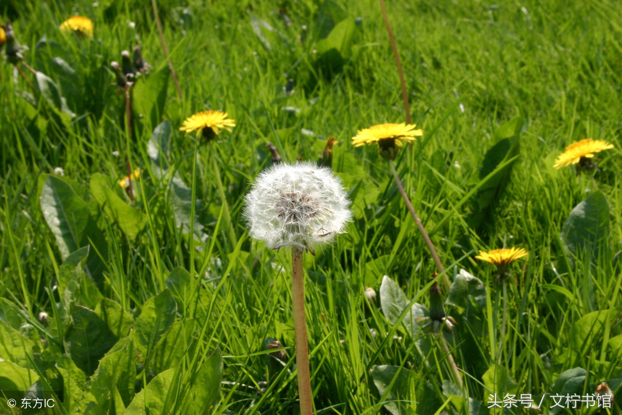 queserasera歌词英文,queserasera歌曲赏析