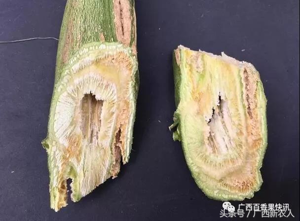 百香果病害图谱及防治,百香果果实病毒病图谱及防治