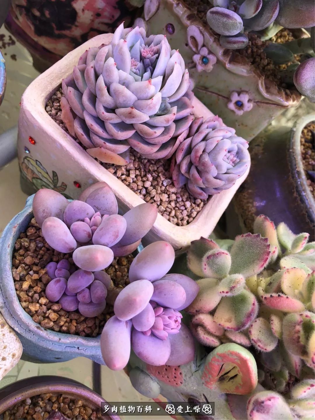 没阳光的多肉也如此迷人,不需要很多阳光的多肉