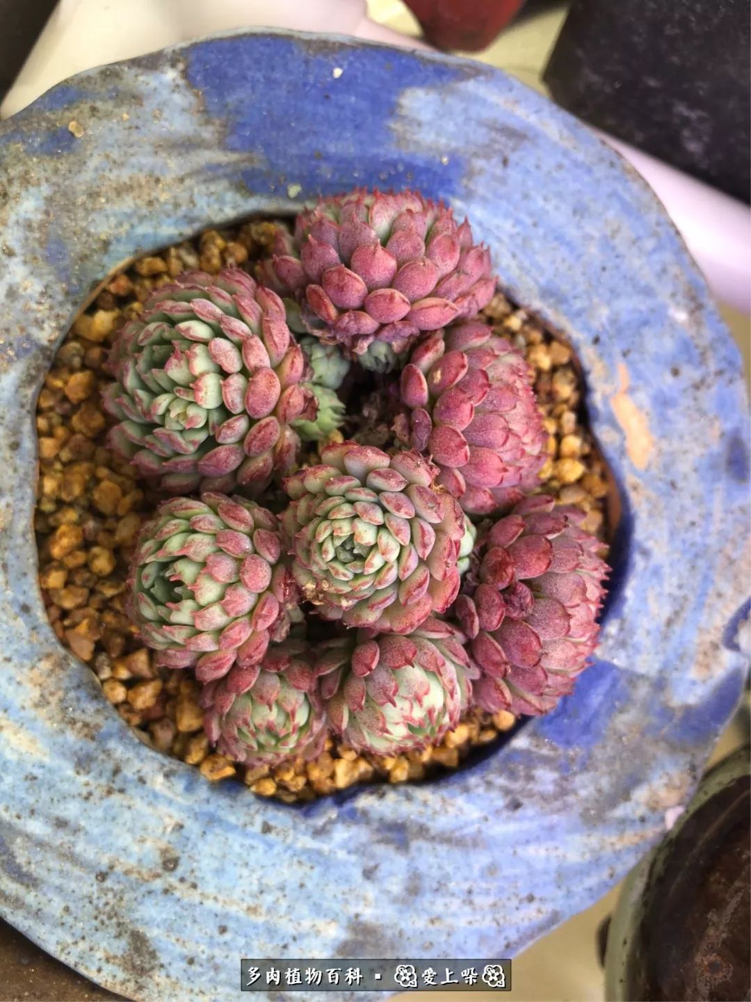 没阳光的多肉也如此迷人,不需要很多阳光的多肉