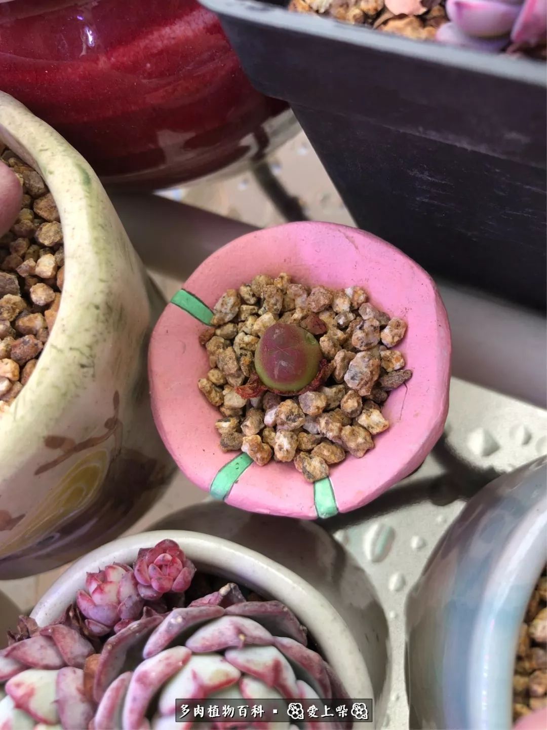 没阳光的多肉也如此迷人,不需要很多阳光的多肉