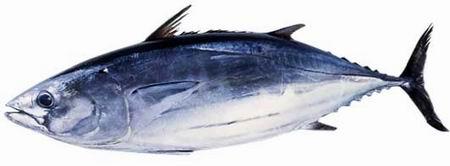 日式料理四种鱼,日本料理一般有哪些鱼