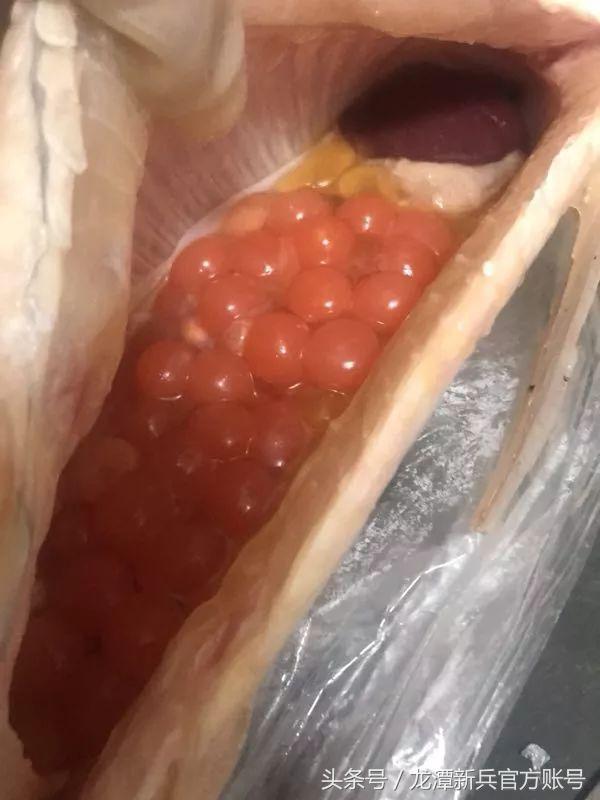 养了十年的龙鱼抱卵了,养了4年的龙鱼还能活多久