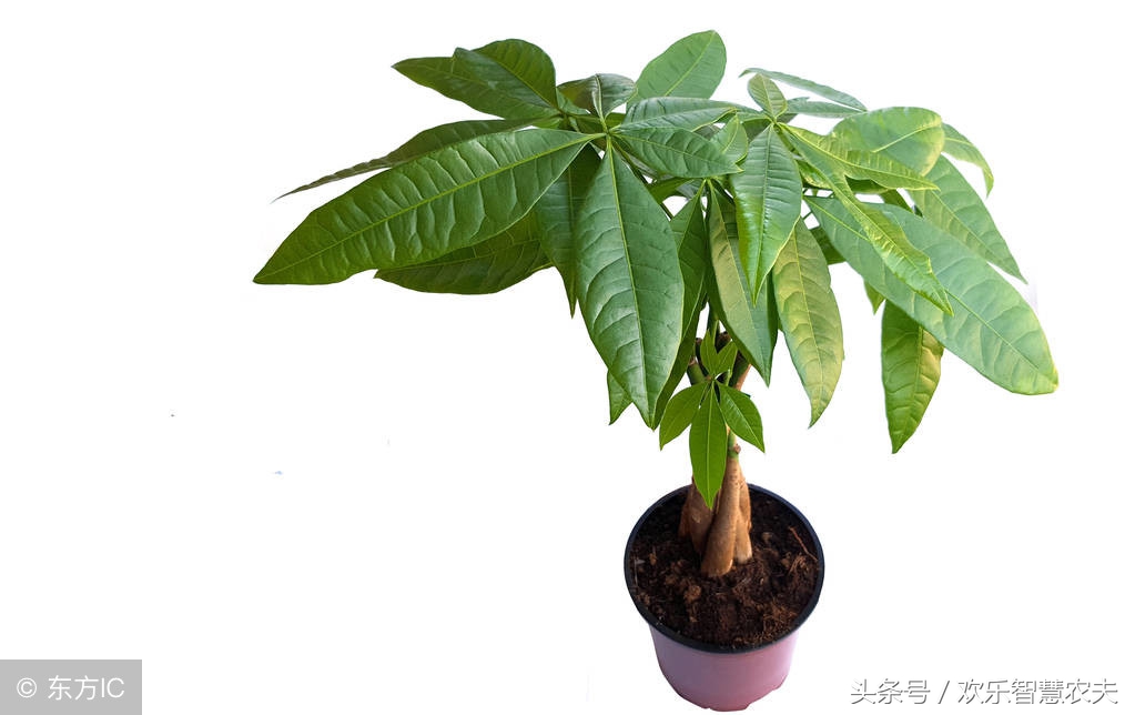 盆栽植物死了怎么救活,盆栽花怎么老死是什么原因