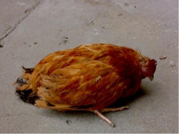 新城疫治疗最快的土方法,养殖场的特效药有哪些呢