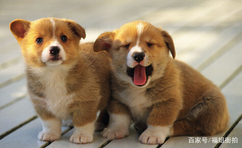 属狗人，您是哪年出生的？看看是不是金犬命