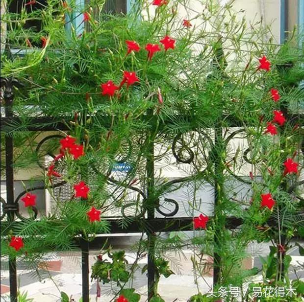 室外北阳台耐寒耐阴植物,适合在花园种植的耐寒藤本植物