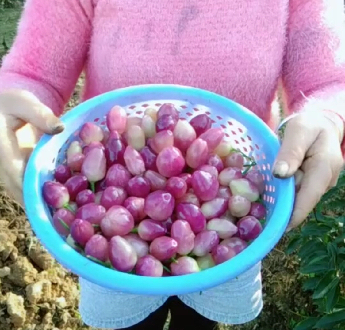 农村地里长的假樱桃,农村假樱桃