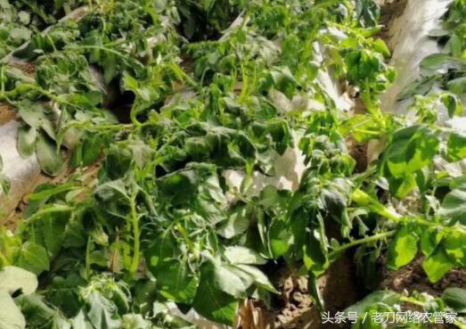 全国最新马铃薯冻害,马铃薯苗期冻害如何补救