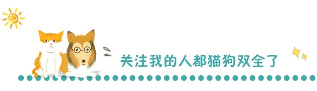 给狗狗剃毛剃成很奇怪的样子,狗狗剃了毛照镜子