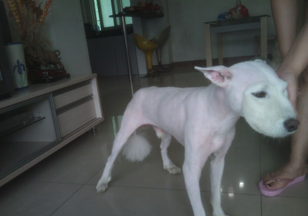 给狗狗剃毛剃成很奇怪的样子,狗狗剃了毛照镜子