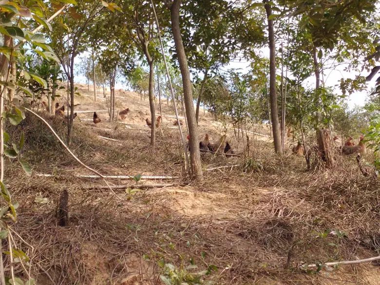 退伍军人养鸡创业致富,90后农村小哥辞职回乡创业养鸡