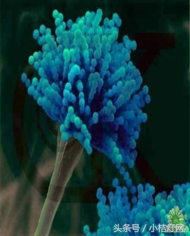 真菌微生物国标检测方法,微生物真菌检验