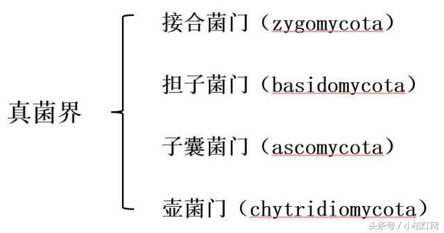 ivd基础知识大全,真菌检测要点